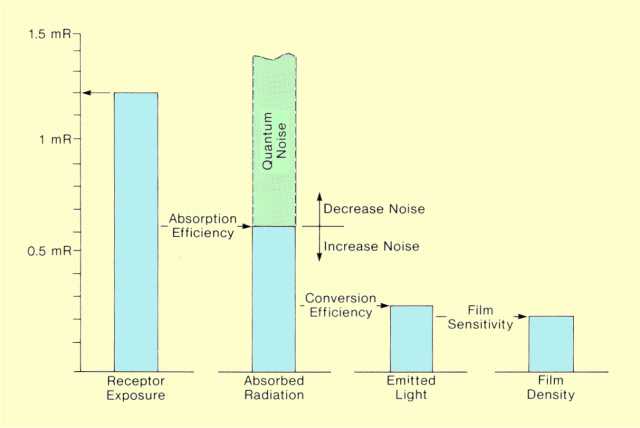 Relationship of Radiation Quantities within an Intensifying Screen-Film Receptor