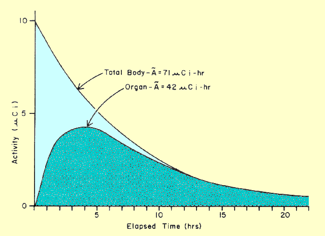 Effect of Organ Uptake Rate on Cumulated Activity