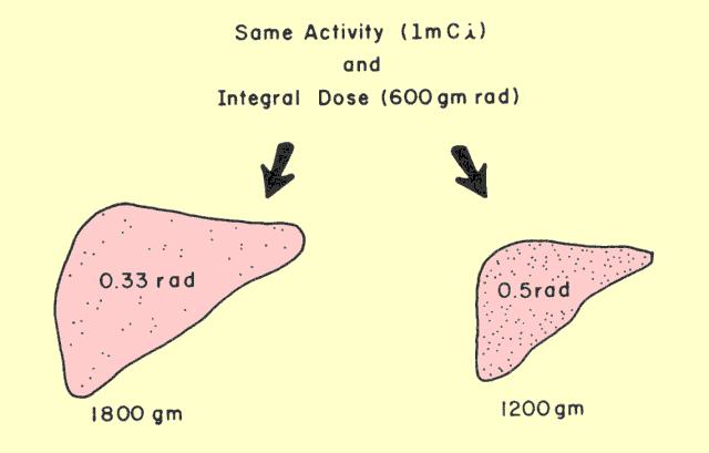 Effect of Organ Size on Absorbed Dose