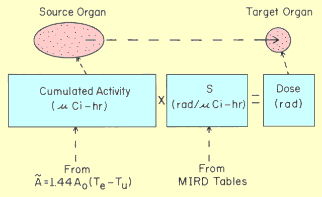 Factors used to Determine Dose to a Target Organ