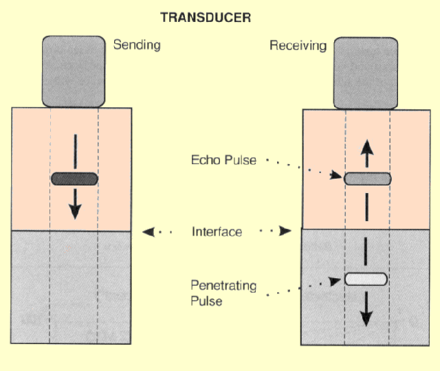 The Production of an Echo and Penetrating Pulse at a Tissue Interface